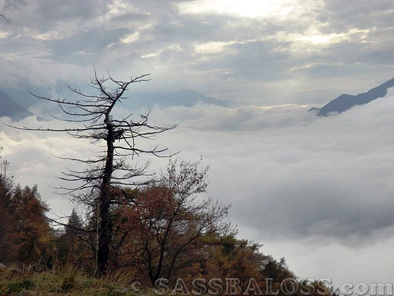 Ingrandisci