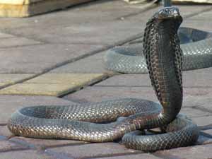 Cobra. Piazza Jemaa el-Fnaa