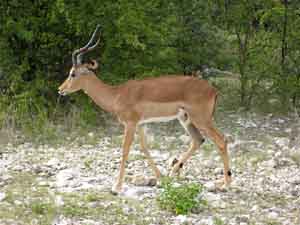 Impala