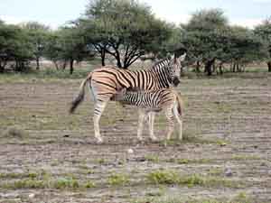 Zebra che allatta il suo cucciolo