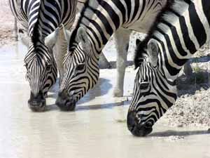 Zebre